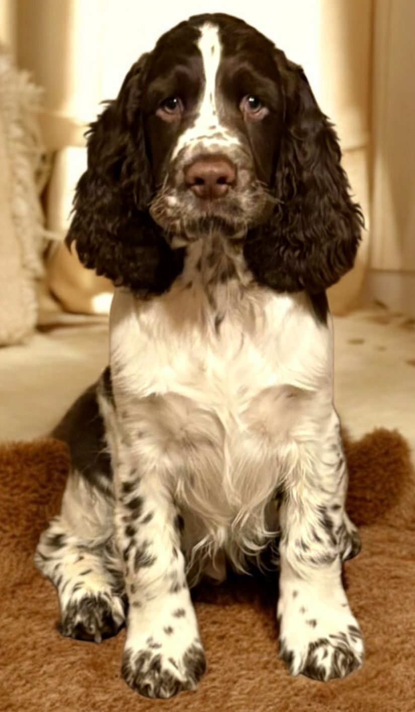 "Gilbert" 4 månader